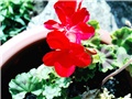 pelargonija