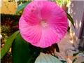 močvarni hibiskus