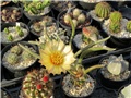 Astrophytum caput medusae                           