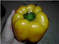 žuta babura paprika