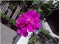 pelargonije ljubičaste