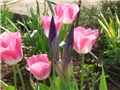 tulipani