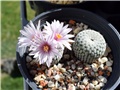 Turbinicarpus pseudopectinatus
