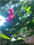 hibiskus