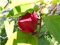 močvarni hibiskus