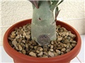 Adenium obesum, kaudeks