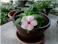 vinca2