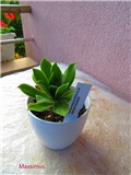 aeonium 9