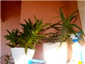 aloe.
