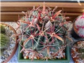ferocactus latispinus