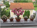 adenium arabicum
