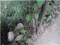 sjeverna strana