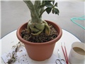 Adenium obesum, dizanje