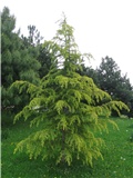 Cedrus deodara Aurea 