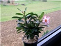 Adenium obesum, sijanac  2012