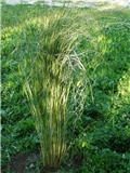 Pampas BigMama