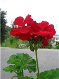 Pelargonium zonale 