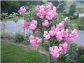 ruže stab. roza