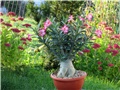 adenium