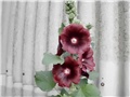 alcea rosea