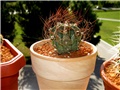 Astrophytum crassispinum 