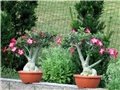 Adenium obesum