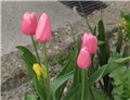 Tulipani