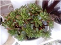 aeonium1
