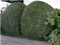 buxus, šimšir1