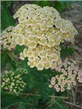 Achillea