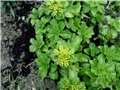 žuti sedum1