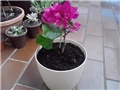 bugenvilla Vera3
