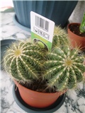 eriocactus