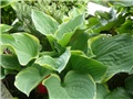 hosta