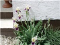 šareni iris3