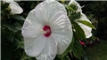 močvarni hibiskus