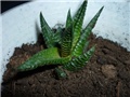 Aloe vera?