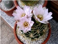 Gymnocalycium ritterianum