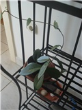 hoya-voštani cvijet