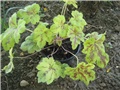 Heuchera