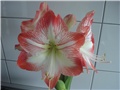 amarilis4