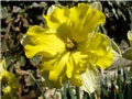 Narcissus 