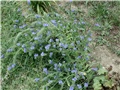 pride of  Madeira2