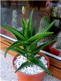 Aloe ciliaris