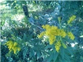 solidago