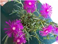 Delosperma cooperi