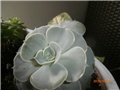 echeveria