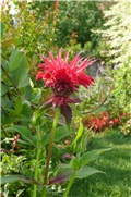 monarda