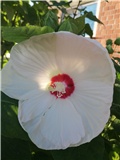 Mocvarni hibiskus