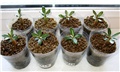 Adenium somalense nova